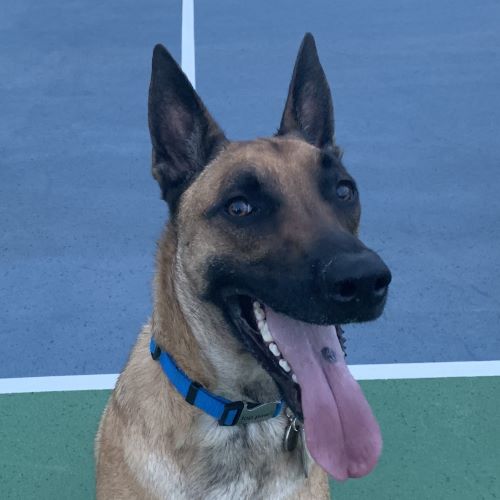 Belgian Malinois dog closeup