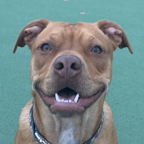 Pitbull mix dog closeup