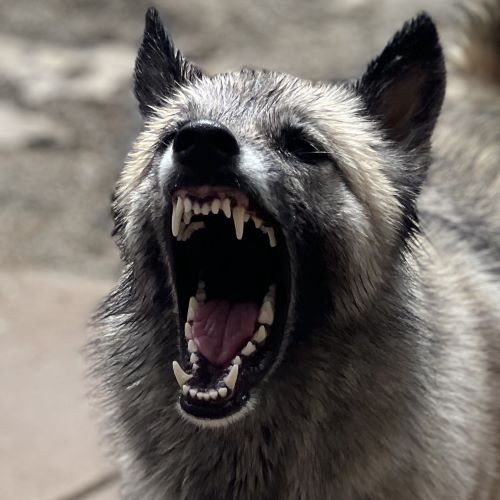 Belgian Malinois Husky mix dog closeup