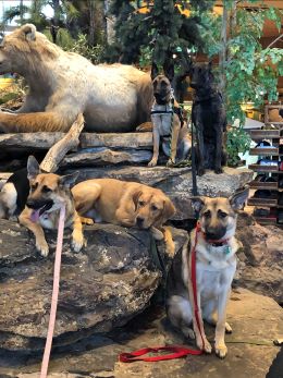 group of dogs sitting on rocks