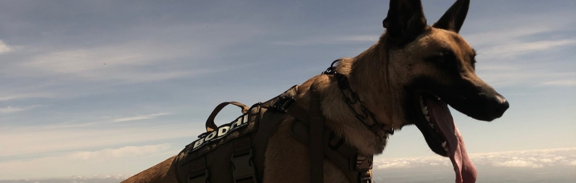 Dog standing atop a mountain