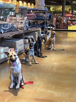 a group of dogs in a store